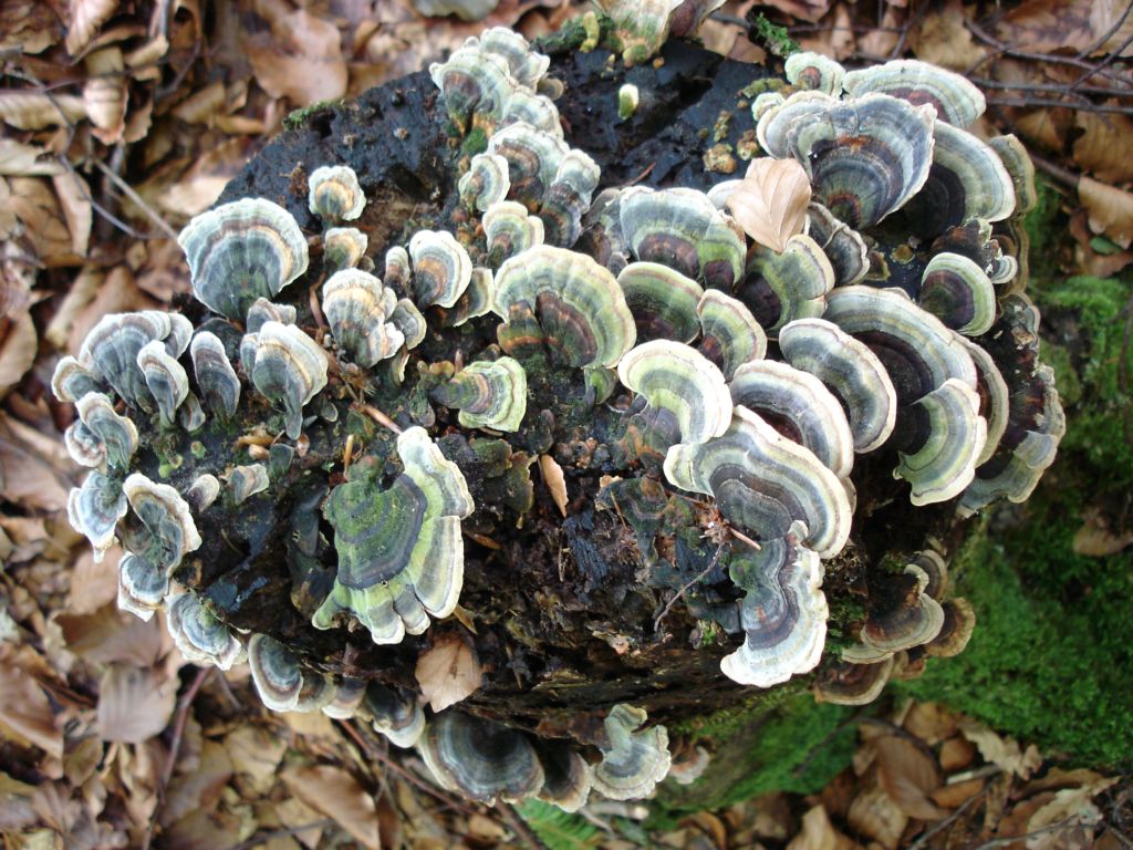 Bosco di Namos (BL) 25-06-2006